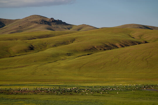 Vast green grasslands with rolling hills and distant mountains. A herd of animals grazes in the foreground under a clear blue sky in central Mongolia.