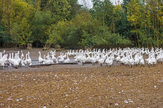 Flock Of White Geese Flapping Wings On Farm