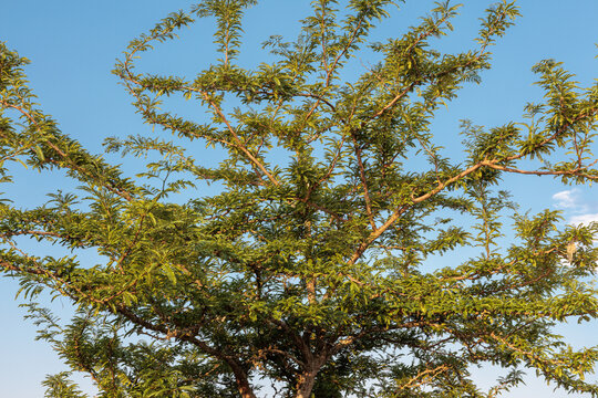 Gleditsia triacanthos. Three-thorn acacia with its branches covered in leaves.