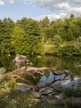 Fallen Tree Log in Scenic River with Rocks and Forest Landscape