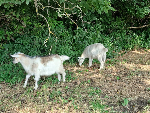 Two white domestic goats grazing peacefully on green grass near forest trees