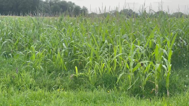 Wide angle camera pan from right to left over a lush green corn field in summer