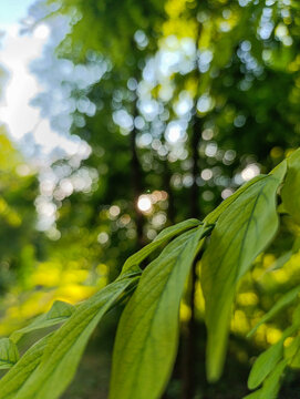 Close Up of Soft Green Leaves with Natural Sun Flare Background