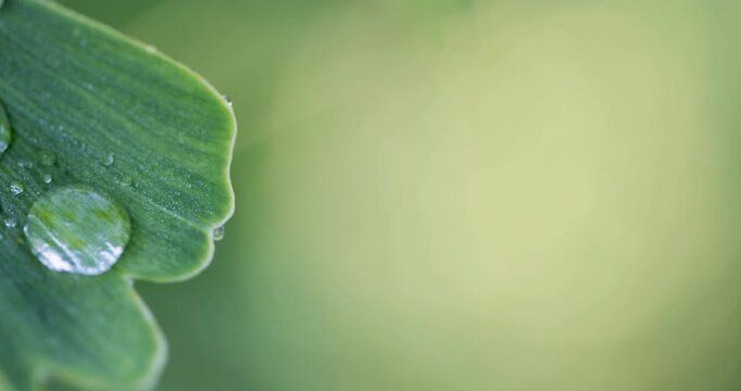 Water dew drops on a fresh ginkgo biloba leaf macro shot