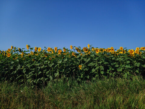 Bright yellow sunflower field blooming under a clear blue summer sky