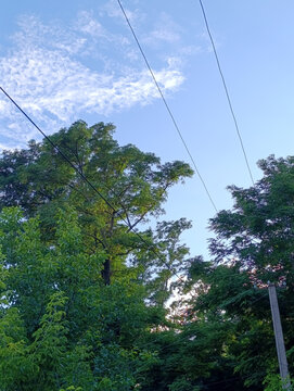 Power Lines Passing Through Green Forest Canopy Under Blue Sky