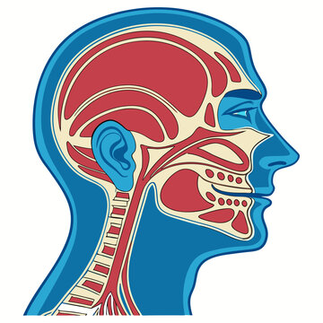 Medical illustration highlighting human nasal cavity and sinus structures accurately.