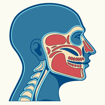 ENT anatomy featuring detailed human sinus and nasal cavity structures.