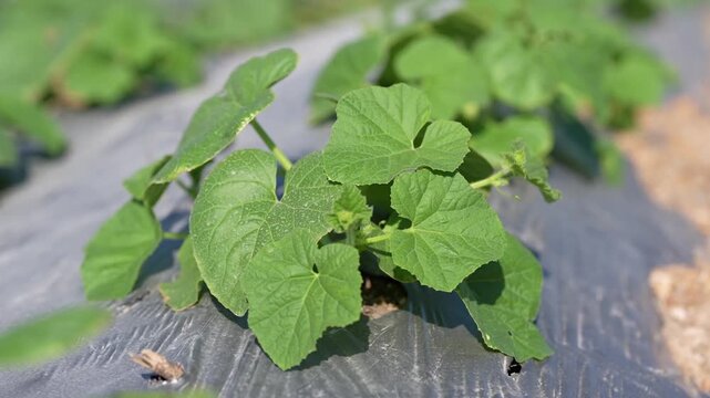 Cucumber seedling leaf plant agriculture farm soil mulch vegetable vine growing on plastic mulch bed, young sprouting foliage closeup in sunny daylight, spring garden cultivation and organic farming
