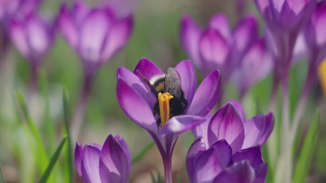 Bumblebee collecting nectar and pollen from blooming crocus flowers in early spring
