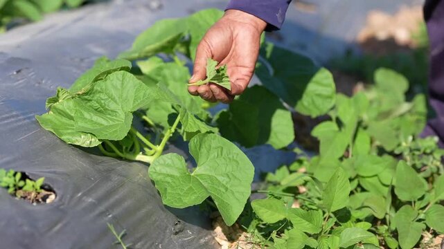 Farmer hand tending seedling squash leaf vegetable rows, agriculture mulching on plastic mulch bed, sunny field vine growth, harvest check, sustainable rural crop cultivation