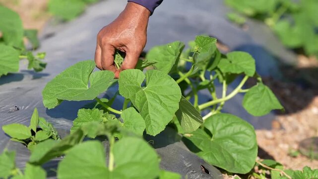 Farmer hand tending cucumber plant with leaf and vine in agriculture field, harvest and seedling cultivation on plastic mulch, sunny outdoor vegetable crop care, sustainable gardening closeup