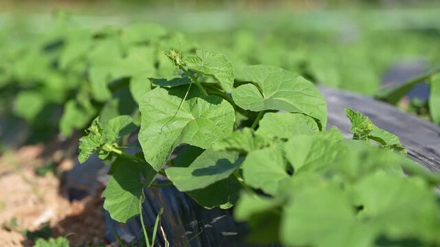 Vegetable vine leaf field agriculture farm seedling mulch green foliage, fresh organic crop growing in rows along plastic row cover, garden cultivation under summer sunlight, shallow depth focus