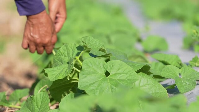 Farmer hand agriculture crop leaf vegetable field gardening closeup, worker tending, inspecting, checking healthy green vine plant on plastic mulch farm row, sustainable cultivation, sunny day harvest