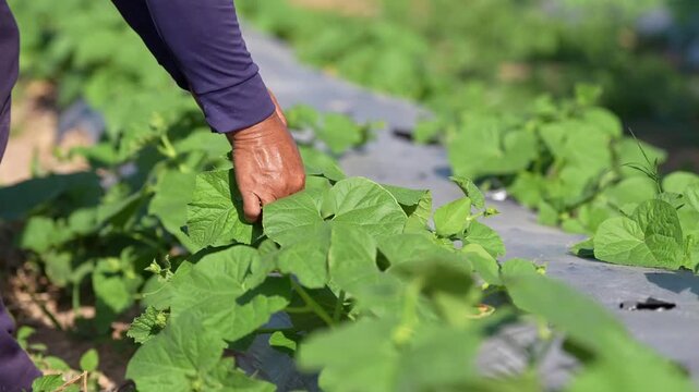 Farmer hand checking seedling vegetable plants in field agriculture cultivation, organic harvest care on plastic mulch rows, closeup tending leafy green crop under sunlight, sustainable farming