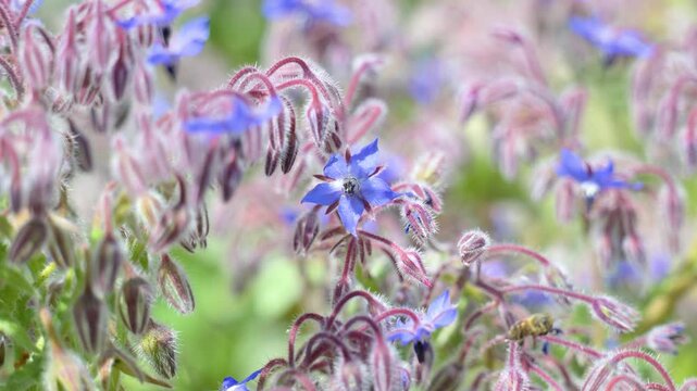 Honeybee foraging on a Common Borage flower to gather nectar before flying off in spring in a domestic garden. Apis mellifera, Borago officinalis, Indre-et-Loire 37, r&eacute;gion Centre, France, Europe