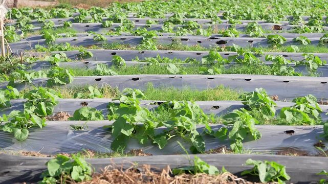 Agriculture farm field crop seedling plastic mulch irrigation row with young green vine leaves emerging through black ground cover film on raised beds, summer sunlight, weed control, modern farming