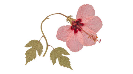 Elegantly pressed pink hibiscus flower with a prominent dark red center and characteristic green foliage. © Samantha