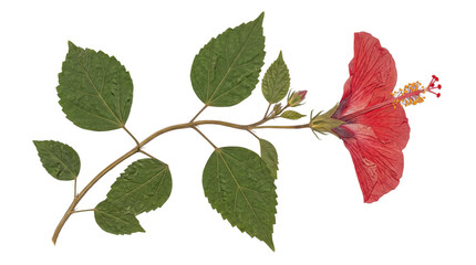 Pressed red hibiscus flower on a leafy branch with green leaves and bud. © Samantha