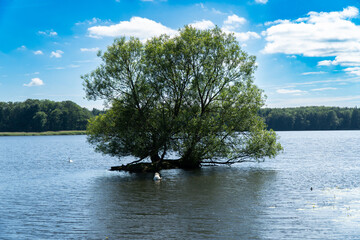Szczecinek - przyroda miejska © rob