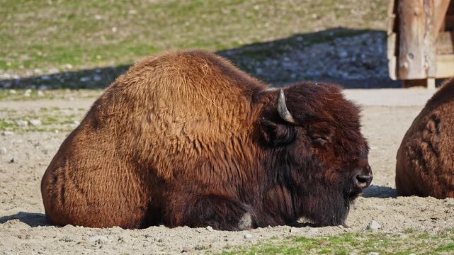 The American bison or simply bison, also commonly known as the American buffalo or simply buffalo, is a North American species of bison that once roamed North America in vast herds. 