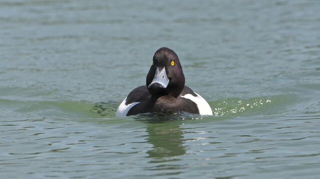 Tufted Duck (Aythya Fuligula) drake (male) swimming towards the camera. June, Kent, UK [Slow motion x4]