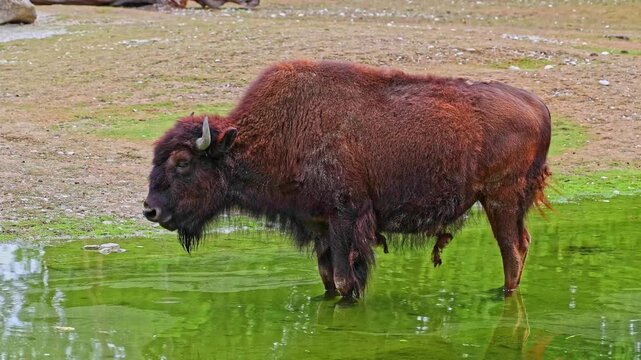 The American bison or simply bison, also commonly known as the American buffalo or simply buffalo, is a North American species of bison that once roamed North America in vast herds. 