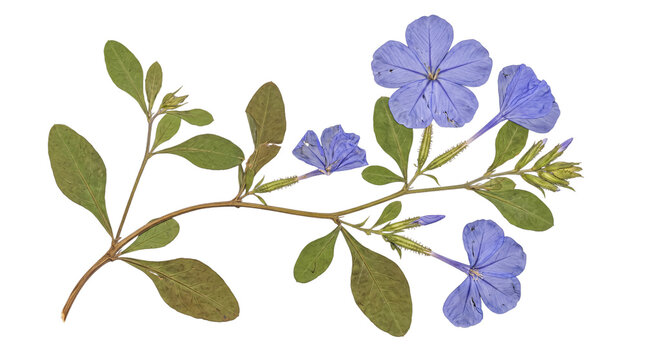 Beautifully pressed blue plumbago plant branch, featuring multiple delicate flowers and lush green leaves.