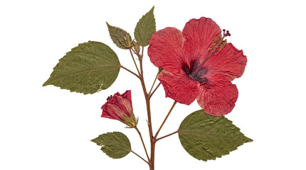 A beautifully preserved red hibiscus flower on its stem with green leaves and a bud. © Isla