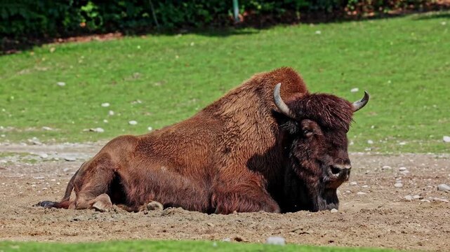 The American bison or simply bison, also commonly known as the American buffalo or simply buffalo, is a North American species of bison that once roamed North America in vast herds. 