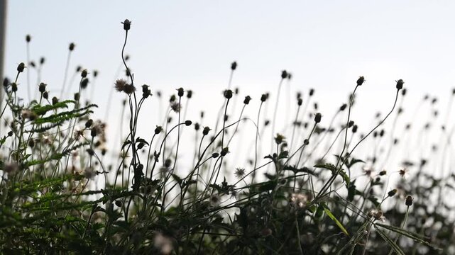 Wildflower flower grass meadow silhouette backlit sky nature twilight plant, delicate stems and seedhead sway in breeze, low angle thistle field background with copy space