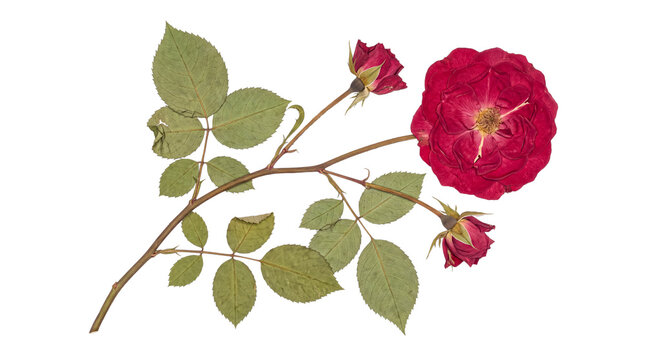 Long pressed red rose branch with a single bloom, two buds, and extensive foliage for elegant design.