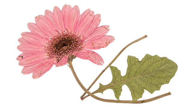 Beautifully preserved pressed pink gerbera flower with stem and large textured leaf for botanical art.