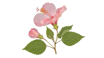Elegant pressed pink hibiscus flower and a closed bud with green leaves on a transparent background. © Caroline