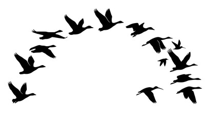 Fototapeta premium Minimal Flying Migratory Bird Flock Black Silhouette Vector Collection for Nature and Freedom Concepts