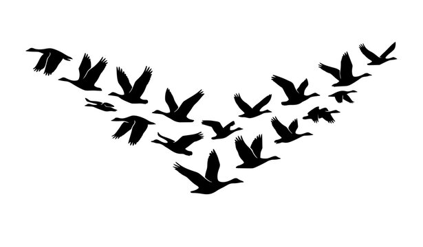 Abstract Flock of Flying Migratory Bird Silhouettes Minimal Black Vector Illustration for Wildlife and Freedom