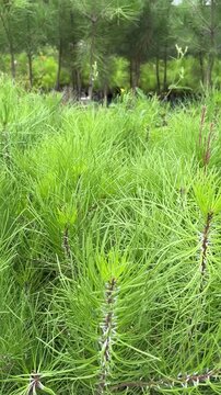 The smooth, cinematic lateral movement of the camera over a nascent, vibrant green pine forest