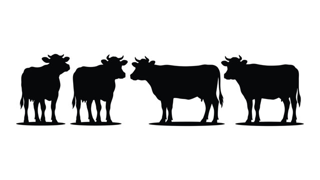 Four black cows standing in a line facing different directions