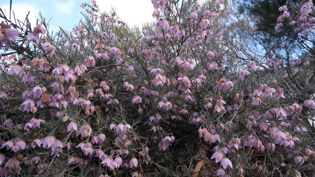 Guichenotia macrantha (large-flowered guichenotia) bush covered in abundant, mauve-pink bell-shaped flowers