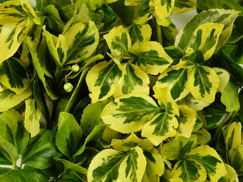 Twigs of euonymus laid out on a white background, top view, floral background
