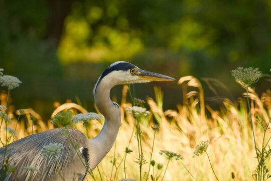 Grey heron standing among wildflowers and tall grasses in warm morning light