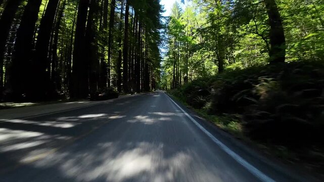 Redwood Avenue of Giants Northbound 8 Weott 01 Front View Visitor Center Driving Plates of North California USA Ultra Wide