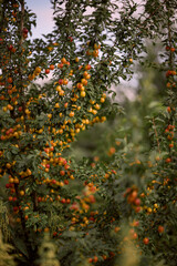 Fototapeta premium Ripe yellow and red plums hanging on branches in summer, fruit trees in orchard with green leaves and soft foreground plants in natural agricultural landscape