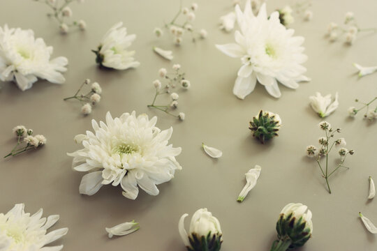 Top view image of white flowers on pastel background