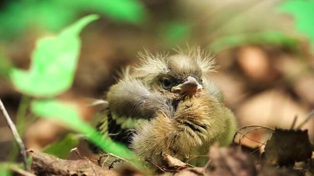 Close-up of a cute vulnerable chaffinch fledgling sitting on forest floor. Tiny baby bird with fluffy downy head blinking and looking at green foliage.