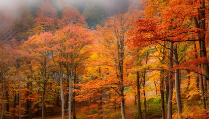Fototapeta premium Forest With Colorful Trees In Autumn