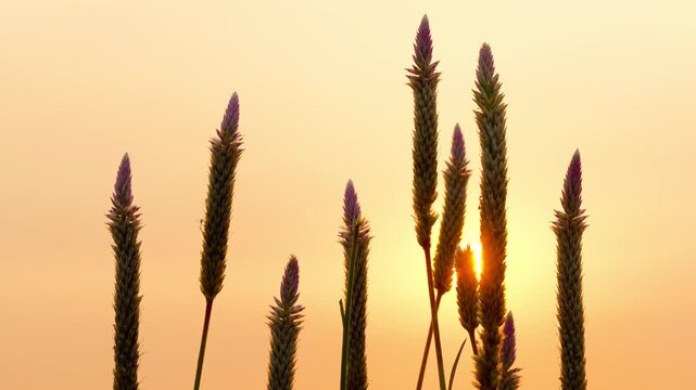 Celosia wild flower heads silhouetted against warm golden hour sunset sky background