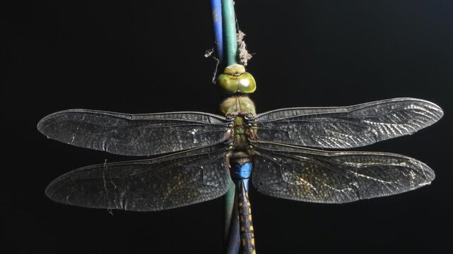 Beautiful Dragonfly relaxing on wire .