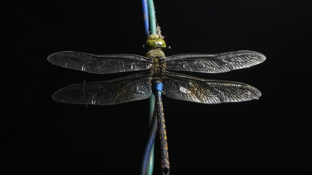 Blue color Dragonfly tail and wings .