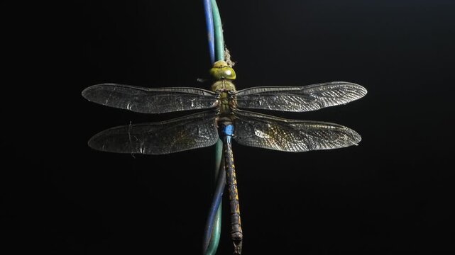 Dragonfly closeup wings colorful .